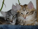 Katze Arwen und Padme 4 Monate alt.